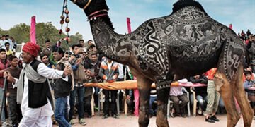 Camel Festival: मिस मरवण, मिस्टर बीकाणा, मिसेज बीकाणा, ढोला मरवण के लिए मांगे आवेदन