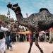 Camel Festival: मिस मरवण, मिस्टर बीकाणा, मिसेज बीकाणा, ढोला मरवण के लिए मांगे आवेदन