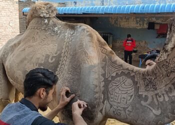 अंतरराष्ट्रीय ऊंट उत्सव- 9 से 11 जनवरी 2026