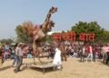 आठ से दस जनवरी तक होगा अंतर्राष्ट्रीय ऊंट उत्सव, विभिन्न नवाचारों से देंगे भव्य रूप