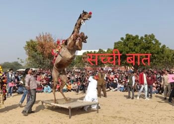 आठ से दस जनवरी तक होगा अंतर्राष्ट्रीय ऊंट उत्सव, विभिन्न नवाचारों से देंगे भव्य रूप