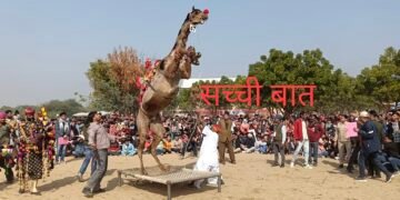 आठ से दस जनवरी तक होगा अंतर्राष्ट्रीय ऊंट उत्सव, विभिन्न नवाचारों से देंगे भव्य रूप