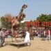 आठ से दस जनवरी तक होगा अंतर्राष्ट्रीय ऊंट उत्सव, विभिन्न नवाचारों से देंगे भव्य रूप